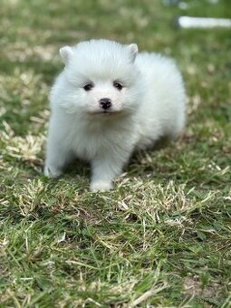 pomeranian