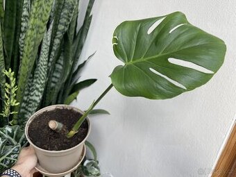 Monstera deliciosa - pokojovka