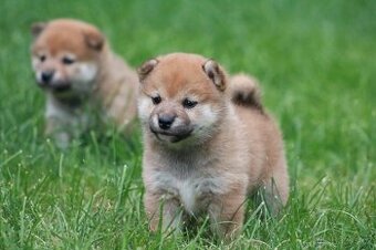Shiba inu s PP