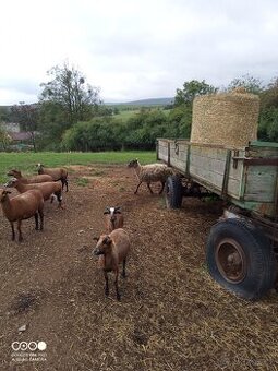 Prodám kamerunské ovce a beránky