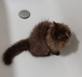 Perská Čokoládové perské kotě / perský kocourek