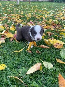 Štěňátka Border kolie bez PP
