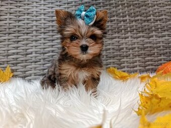 Jorkšírský teriér s PP