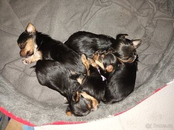 Jorkšírský teriér bez pp