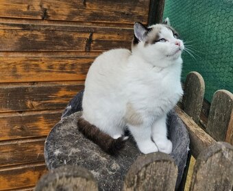 Britské koťátka  colorpoint a stříbrno - černí čertíci