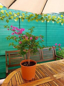 Bougainvillea, Bouga, Glabra, balkonové rostliny stromky