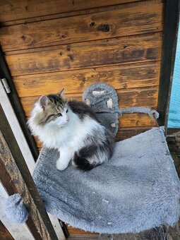 Sibiřská kočka koťátka - 1