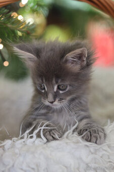 Mainská mývalí s PP - 1