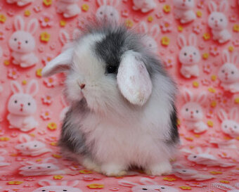 Zakrslý beránek hřívnatý samička s VP .