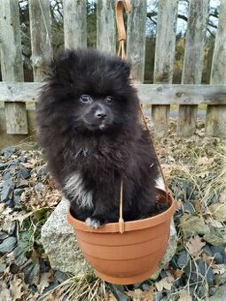 Německý špic malí pomeranian S PP