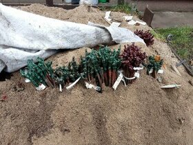 SOLARIS sazenice révy v kontejneru- jediné nezmrzly