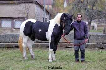 Připouštění hřebcem plemene norik