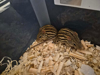 Mys africka pruhovana