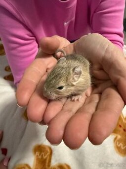 Osmak degu