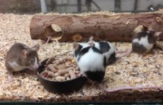 Barevné myšky PLATÍ AŽ DO VYMAZÁNÍ INZERÁTU
