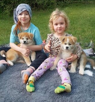 Akita inu - s rodokmenem FCI