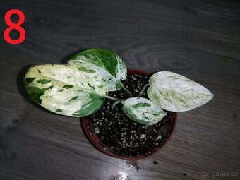 8.Epipremnum pinnatum Marble