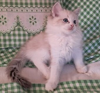 Koťátka ragdoll s PP