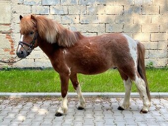 Pony valach 5 let