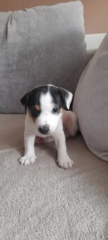 Jack Russell - 1