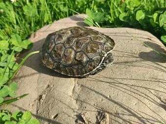 ŽELVA TMAVOBŘICHÁ (Mauremys rivulata)