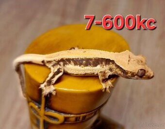 Pagekon řasnatý