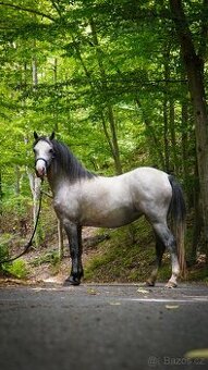 3letá klisna WMP - sekce A