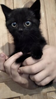 Prodám britské koťátko černé