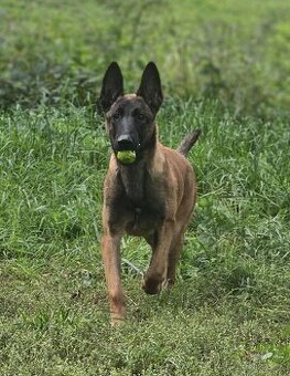 Belgický ovčák malinois s PP