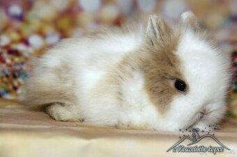 Zakrslí králíčci Teddy s VP_(Vánoční miminka)-doprava po ČR