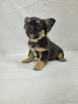 Francouzský buldoček