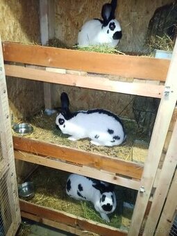 NĚMECKÝ OBROVITÝ STRAKÁČ