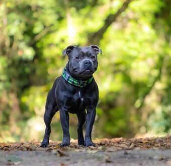 Stafordšírský bulteriér s PP - krytí chovným psem