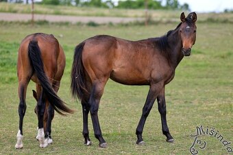 KLISNA NASCAR ONE VZ