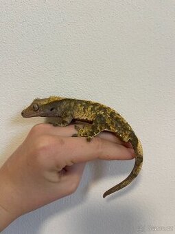 Samci pagegona řastnatého - 1