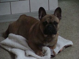 francouzský buldoček