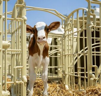 Boudy pro telata Calfella