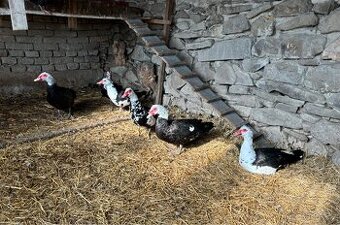 Bedřich - pižmovky