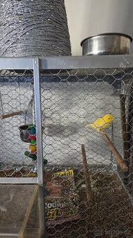 Hartsky kanarek daruji