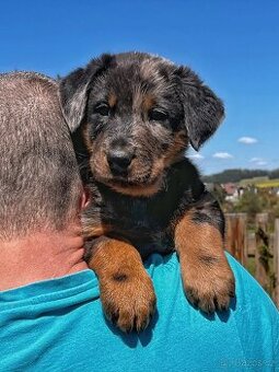 Beauceron