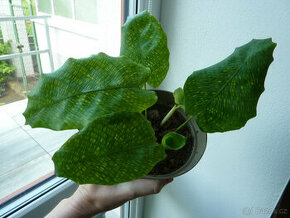 Calathea musaica - pokojová rostlina