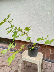 Fíkovník smokvoň (Ficus carica) 2 - 1