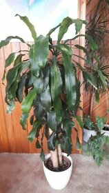 Dracaena fragrans - 1