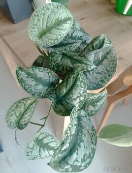 Scindapsus exotica