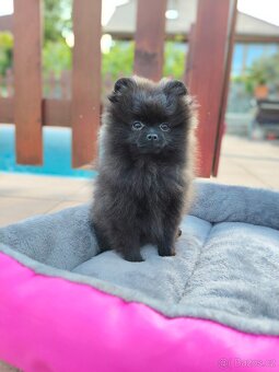 Pomeranian s PP