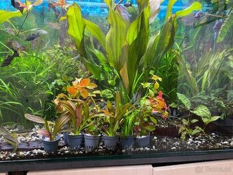 Akvarijní rostliny