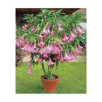 Semena Brugmansia Suaveolens - Andělská trumpeta