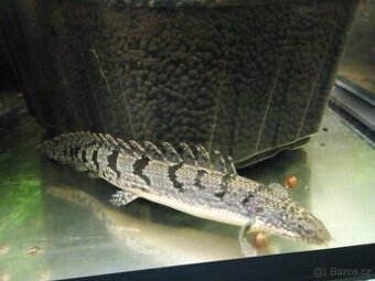 2 x Bichir Delhezův a 2x Bichir senegalský