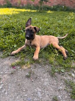 Belgický ovčák Malinois s PP