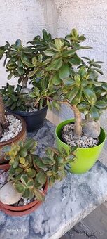 Crassula Ovata-tlustice-sukulent
